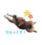 しば犬 しょん（個別スタンプ：15）