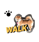 しば犬 しょん（個別スタンプ：16）