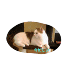 動物と時々私（個別スタンプ：4）