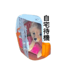 シジミ8くんはポメラニアン2（個別スタンプ：5）