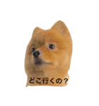シジミ8くんはポメラニアン3（個別スタンプ：1）
