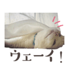 みみとりん（個別スタンプ：1）