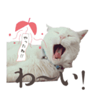 みみとりん（個別スタンプ：2）