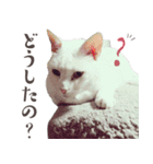 みみとりん（個別スタンプ：3）