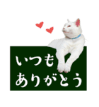 みみとりん（個別スタンプ：5）