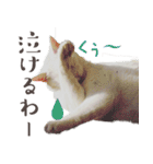 みみとりん（個別スタンプ：9）