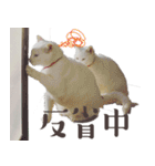 みみとりん（個別スタンプ：11）