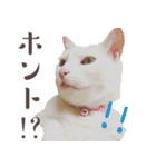 みみとりん（個別スタンプ：12）