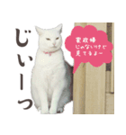 みみとりん（個別スタンプ：14）