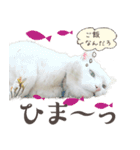 みみとりん（個別スタンプ：15）