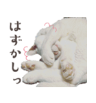 みみとりん（個別スタンプ：18）