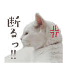 みみとりん（個別スタンプ：19）