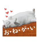 みみとりん（個別スタンプ：24）