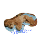 toy poodle Runmaru,Ginta（個別スタンプ：20）
