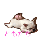 マイブヒ6（個別スタンプ：8）