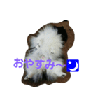 pomeranianmomota（個別スタンプ：3）