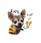 チワワでココア（個別スタンプ：15）