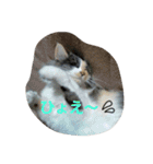 猫が好きな方へ（個別スタンプ：16）