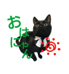 黒猫兄弟 そらりく（個別スタンプ：1）