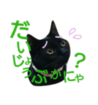 黒猫兄弟 そらりく（個別スタンプ：6）