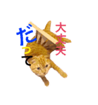 TORAJIROneko2（個別スタンプ：14）