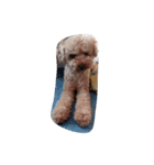 可愛い犬！（個別スタンプ：2）