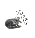 グレー猫トム（イケメン）（個別スタンプ：20）