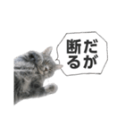 グレー猫トム（イケメン）（個別スタンプ：30）
