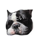 フレンチブルドッグのこりき（個別スタンプ：1）
