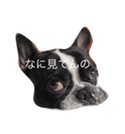 フレンチブルドッグのこりき（個別スタンプ：4）