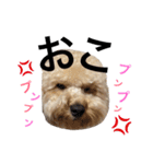 トイプードル❤︎COCO（個別スタンプ：5）