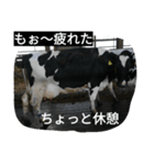 うしのきもち（個別スタンプ：5）