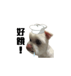 Maltese Nubi（個別スタンプ：10）