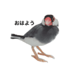 文鳥のペスくんと仲間たち（個別スタンプ：1）