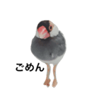 文鳥のペスくんと仲間たち（個別スタンプ：3）