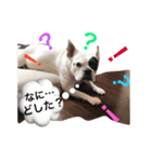 ブサカワARUと～隣のカワカワNANAちゃん！（個別スタンプ：8）