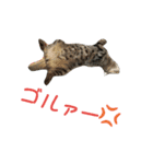 ちょい悪ノラとテリー（個別スタンプ：11）