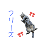 ちょい悪ノラとテリー（個別スタンプ：14）