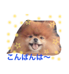 ポメラニアンのマル（個別スタンプ：3）