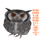 フクロウのかわいいリアル画像のスタンプ（個別スタンプ：11）