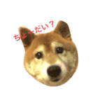 柴犬たいち（個別スタンプ：2）