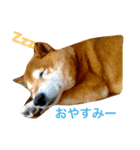柴犬たいち（個別スタンプ：6）
