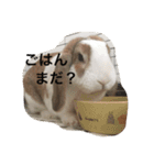 我が家の御うさぎ様のスタンプ（個別スタンプ：16）