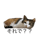 ふきげんねこ（個別スタンプ：8）