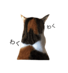 ねこ(ゆず)のきもち（個別スタンプ：1）