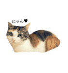 ねこ(ゆず)のきもち（個別スタンプ：2）