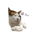 ねこ(ゆず)のきもち（個別スタンプ：3）
