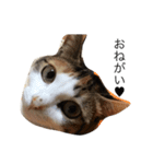 ねこ(ゆず)のきもち（個別スタンプ：4）