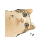 ねこ(ゆず)のきもち（個別スタンプ：5）