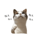 ねこ(ゆず)のきもち（個別スタンプ：6）